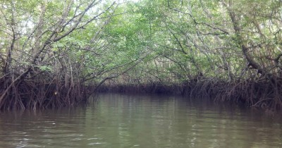 Hutan Mangrove Sungai Dompak, Wisata Alami di Kepulauan Riau