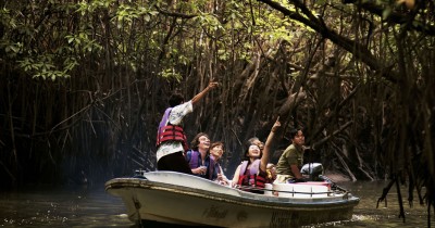 Bintan Mangrove, Pesona Keindahan Hutan Bakau yang Wajib Dikunjungi di Bintan