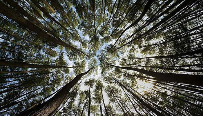 Gambar Hutan Pinus Sanggaran Agung