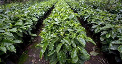 Wisata Agro Kopi Kalisat, Wisata Kebun Kopi yang Sangat Cocok Bagi Kamu Para Pecinta Kopi