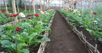 Agro Wisata Bunga Lumajang, Menyisir Berbagai Bunga yang Tumbuh Subur di Agro Wisata Lumajang