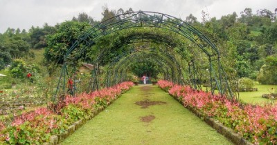 Kebun Mawar Situhapa, Taman Bunga Terbesar di Garut  dengan Suasana yang Segar nan Sejuk