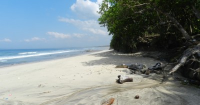 Pantai Ngagelan, Asiknya Melepas Tukik Bersama-sama ke Lautan