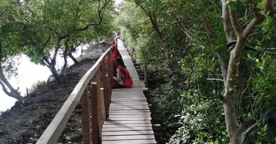 Hutan Mangrove Ujungpangkah, Wisata Murah Meriah di Gresik