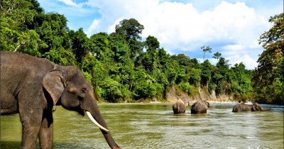Tangkahan, Berwisata Sambil Bermain dengan Gajah